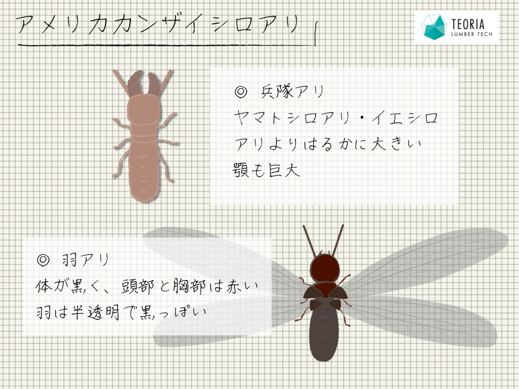 アメリカカンザイシロアリの兵隊アリと羽アリの特徴を知って予防しよう