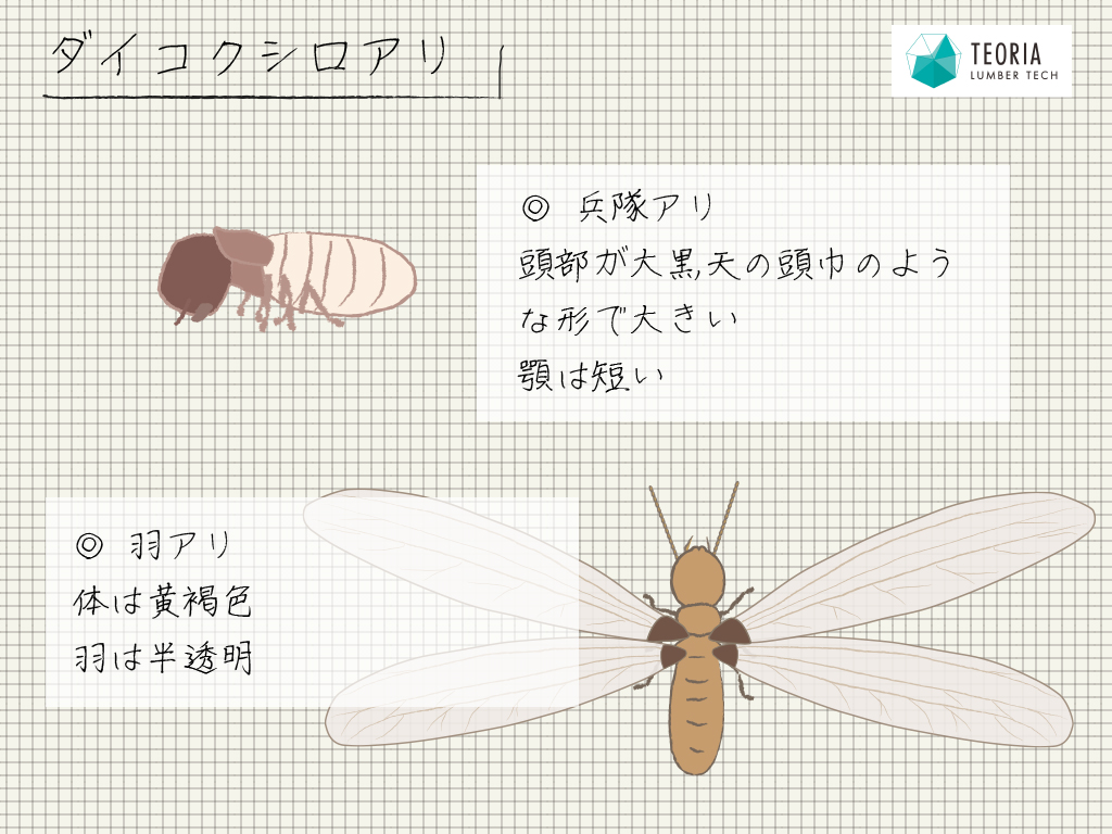 ダイコクシロアリの兵隊アリと羽アリの特徴を知って予防しよう