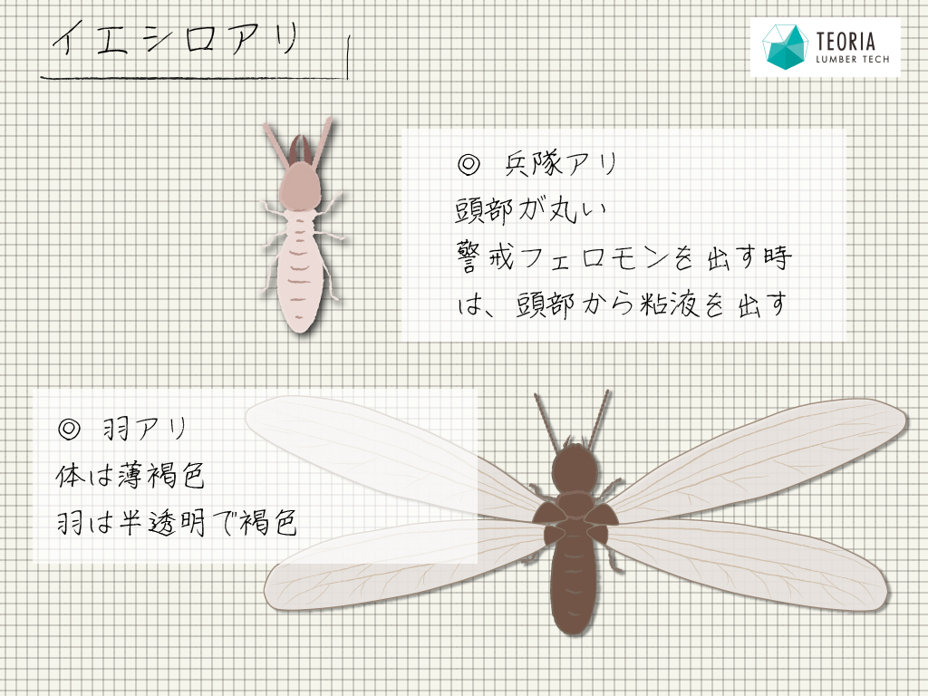 イエシロアリの兵隊アリと羽アリの特徴を知って予防しよう