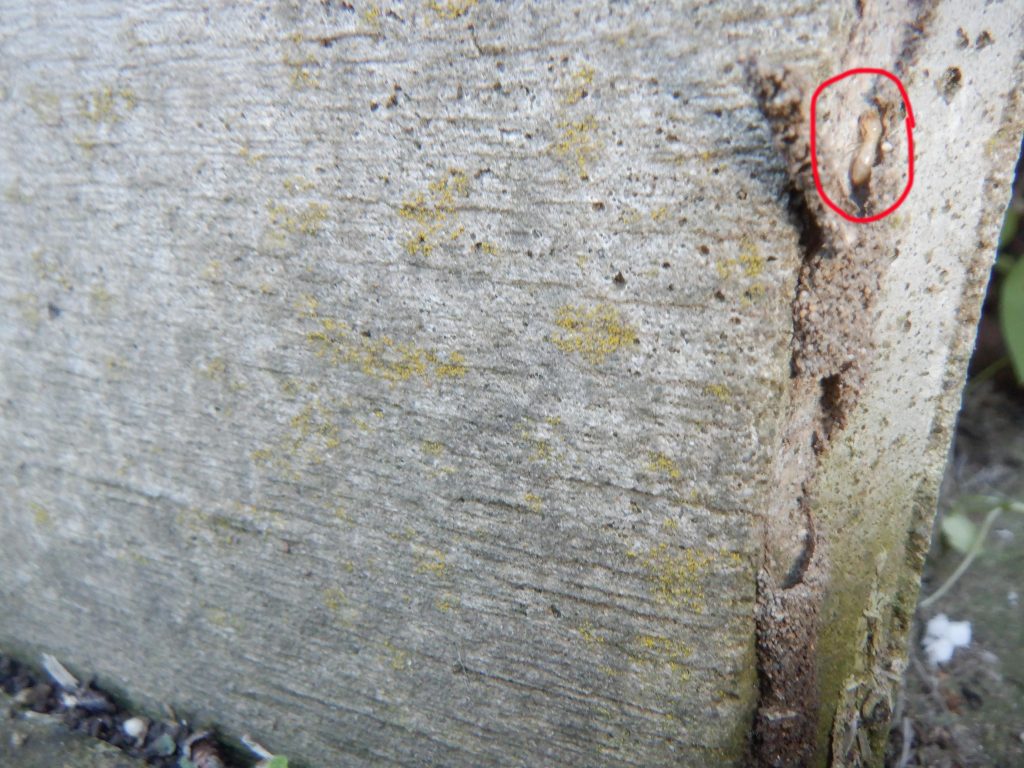 蟻道内にシロアリが映る写真